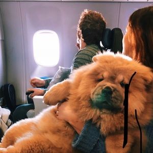 Meet your Posher, Alexa